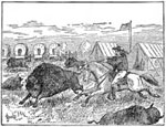 Buffalo Bill Cody: Making Buffalos Furnish their Own Transportation