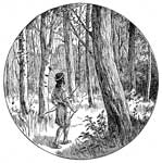 Hiawatha: Hiawatha in the Forest
