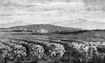 Pioneer Farms: California Vineyard